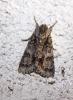 Acronicta auricoma